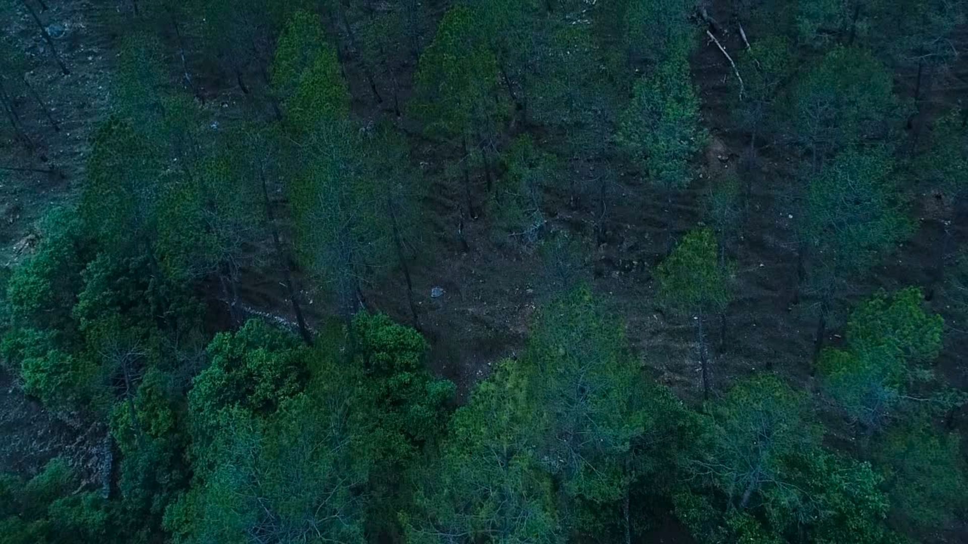 Forest & Wildlife Survey Hero